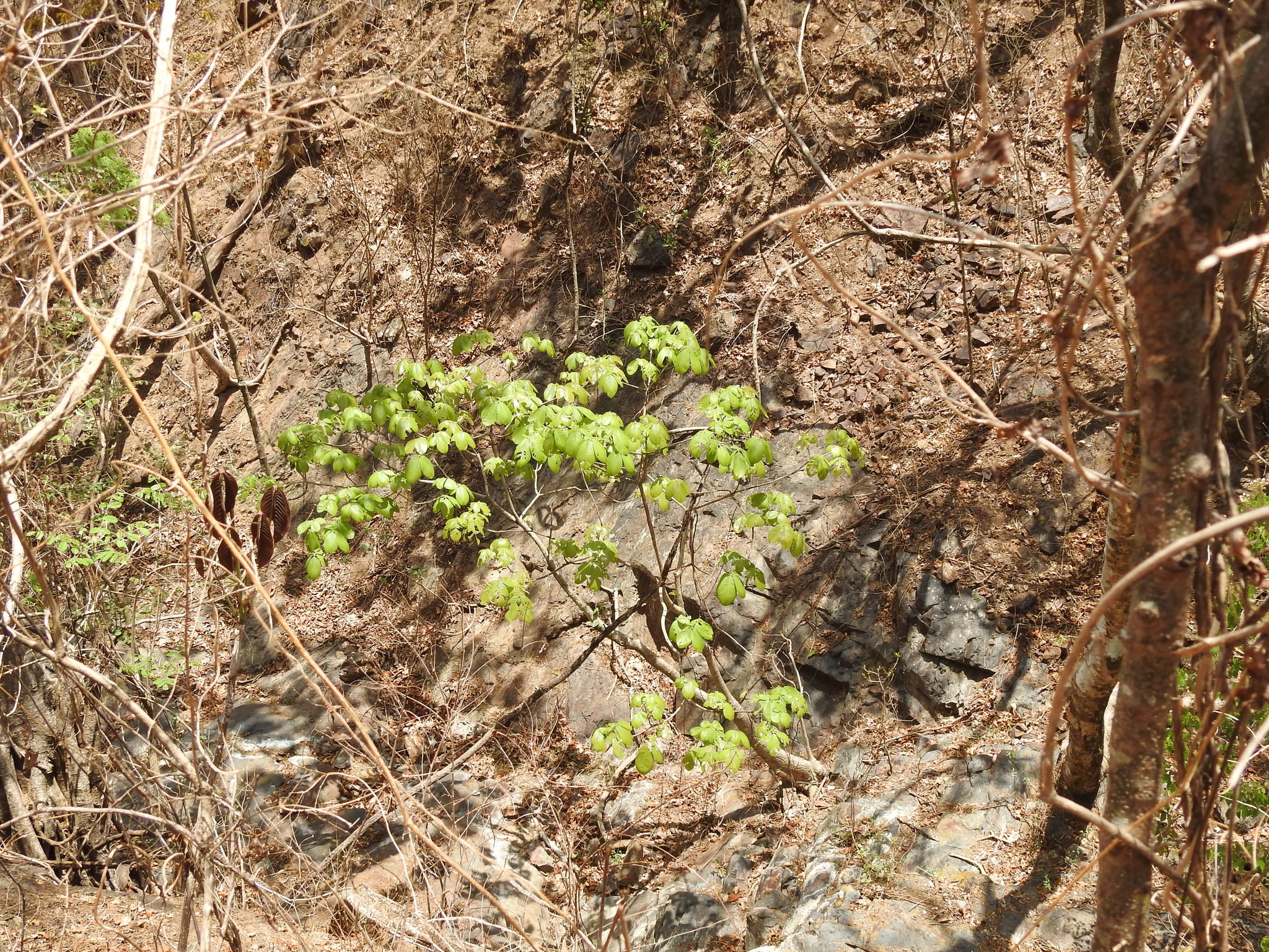 Pseudobombax ellipticum